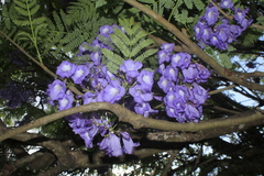 Jacaranda