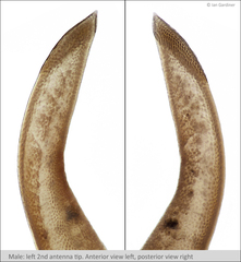 Branchinecta cornigera