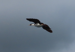 Leucocarbo georgianus