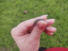 Podarcis muralis maculiventris