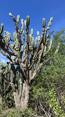 Cereus forbesii