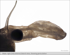 Branchinecta cornigera