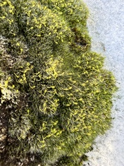 Funaria hygrometrica