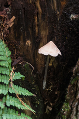 Entoloma conicum