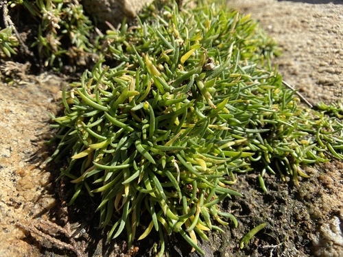 Beach Sand-spurrey foliage