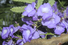 Jacaranda