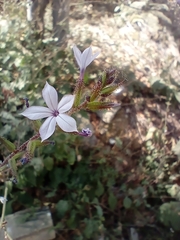 Plumbago pulchella