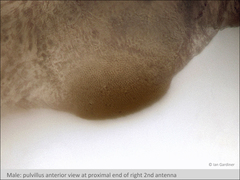 Branchinecta cornigera