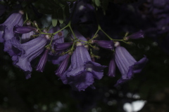 Jacaranda