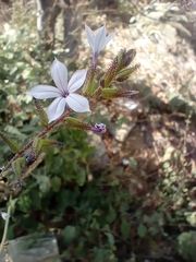 Plumbago pulchella