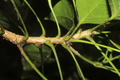 Dendropanax arboreus