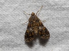 Elophila responsalis