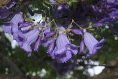 Jacaranda