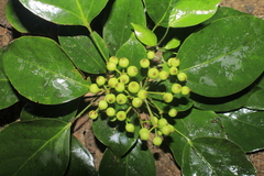 Dendropanax arboreus