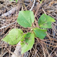 Triumfetta semitriloba