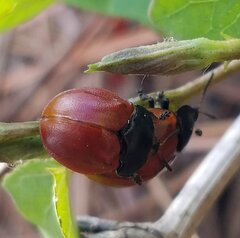 Chelymorpha cribraria