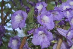 Jacaranda