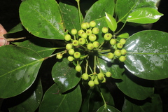 Dendropanax arboreus