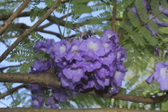 Jacaranda