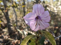 Ruellia neesiana