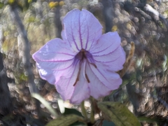 Ruellia neesiana