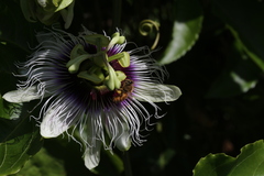 Apis mellifera ligustica