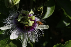 Apis mellifera ligustica