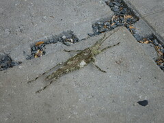 Acanthodis curvidens