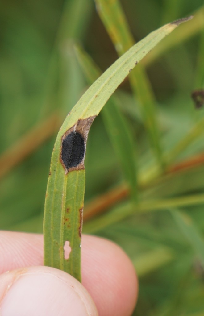 Euthamia leaf gall midge