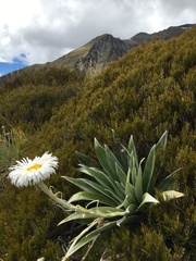 Celmisia semicordata