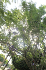 Jacaranda
