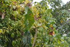 Montrichardia arborescens