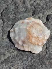 Ostrea puelchana
