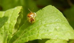 Charidotella