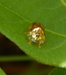 Charidotella