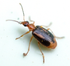 Lebia solea