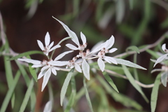 Leontopodium sinense