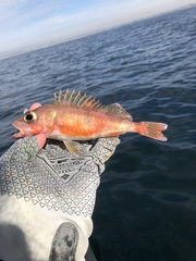 Sebastes semicinctus