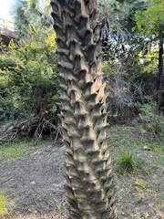 Copernicia prunifera