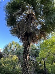 Copernicia prunifera