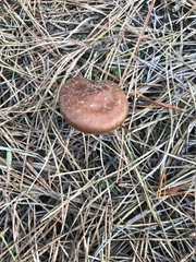 Cortinarius thiersii