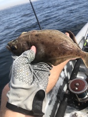 Citharichthys sordidus