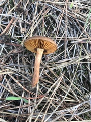 Cortinarius thiersii
