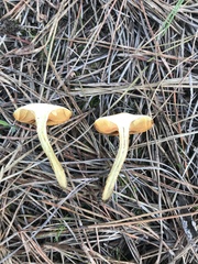 Cortinarius thiersii