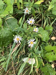 Aster amellus