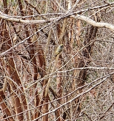 Regulus satrapa satrapa