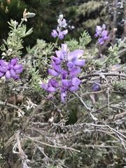 Lupinus albifrons
