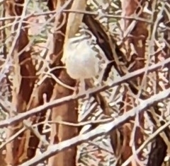 Regulus satrapa satrapa