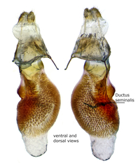 Eupithecia persimulata