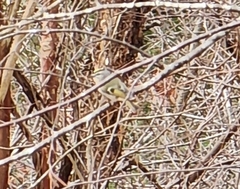 Regulus satrapa satrapa